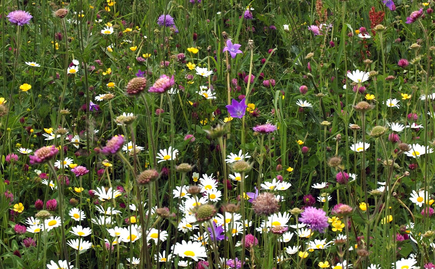 Blumenwiese - Kraeuterwanderung Ahrntal mit Kreauterpaedagogin Viktoria